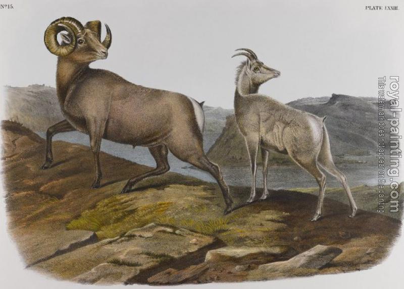 John James Audubon : Rocky mountain sheep